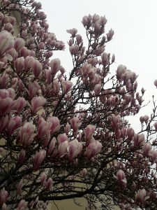 magnolie copyright arthur dent